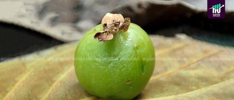 കാഞ്ചിയാറ്റില്‍ നെല്ലിക്കാ വലുപ്പത്തില്‍ ഏലയ്ക്ക