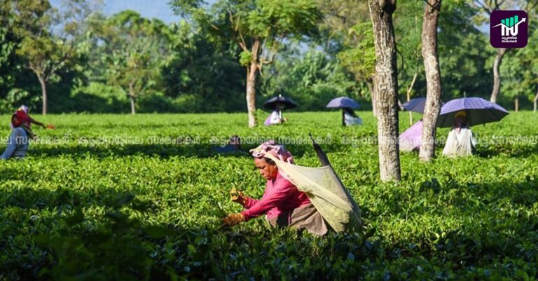 ചെറുകിട തേയില കര്‍ഷകര്‍ ദുരിതത്തില്‍