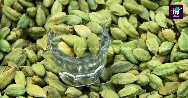 ഏലക്ക ഗ്രേഡിങ് സംരംഭകത്വ പരിശീലനം: അപേക്ഷ ക്ഷണിച്ചു